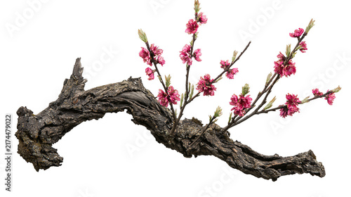 Foto Isolated ancient gnarled tree branch adorned with vibrant pink spring blossoms a