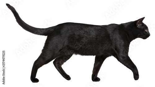 фотографія Isolated beautiful black domestic cat with a long tail walking peacefully, side view