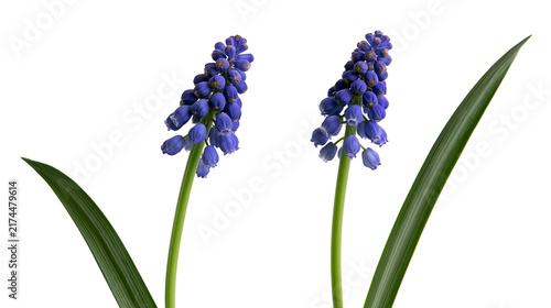 Fotografie Isolated vibrant blue grape hyacinth flowers with fresh green leaves, elegant st