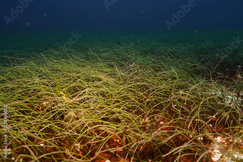 Foto Seagrass Meadow, Cozumel