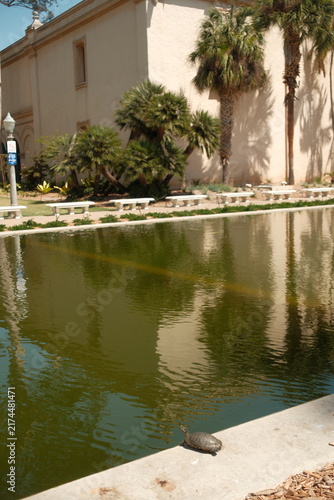 Canvas Print Turtle basking in sun by a peaceful pond at balboa park san diego california on