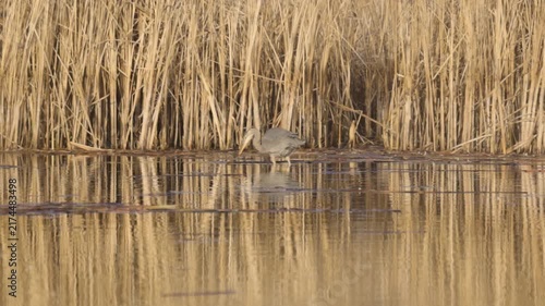 A Great Blue Heron grabs a fish from the shallow water at the edge of a marsh then maneuvers it before swallowing it and washing its beak in the water on a winter morning at a Bird Refuge in Utah.