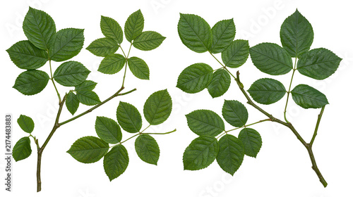 Картината върху платно Isolated vibrant green rose leaves on two separate natural plant branches, fresh foliage