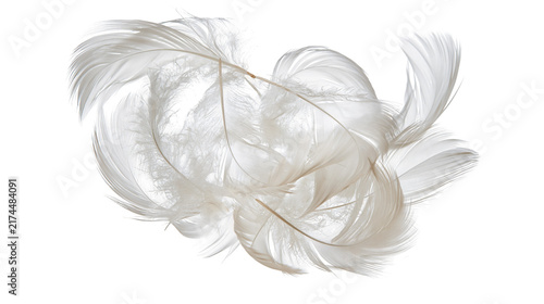 Bild auf Leinwand Isolated collection of delicate natural white bird feathers, soft and fluffy texture