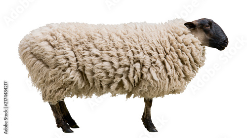 Cuadro en lienzo Isolated adult domestic sheep with a dark face and abundant, textured wool standing full body