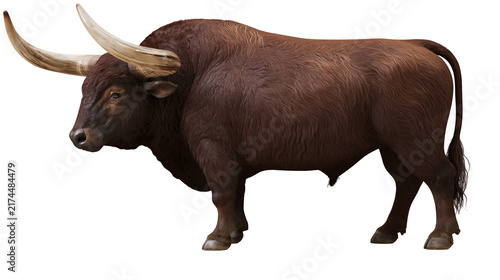 Photography Isolated majestic longhorn bull with large curving horns, powerful and robust animal