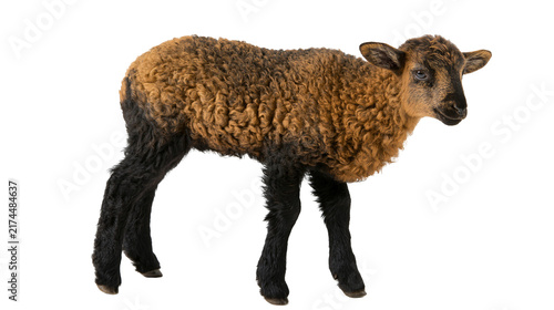Fotografía Isolated adorable young lamb with distinctive curly brown and black wool standin