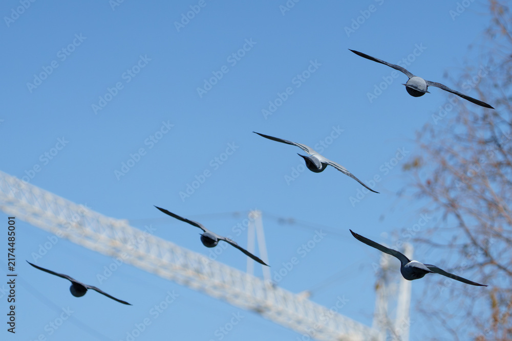 Naklejka premium Five pigeons fly in diagonal formation against a clear blue sky, wings spread in line with a construction crane below.