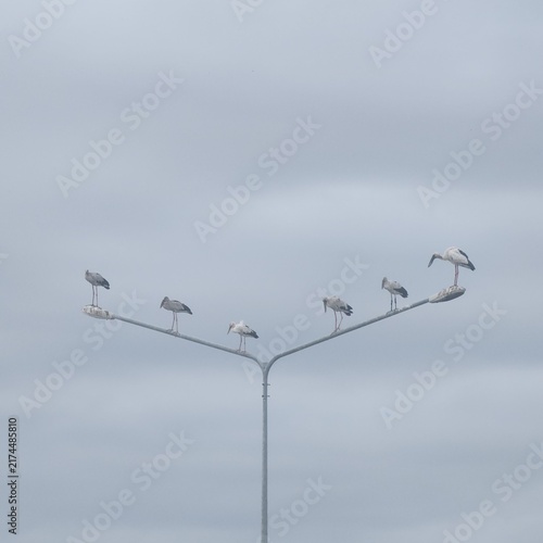 Canvas Print birds on a lamppost