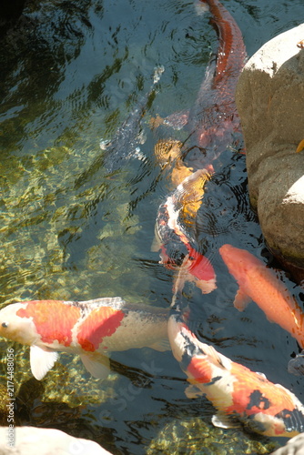 Obraz na płótnie Beautiful multicolored koi fish nishikigoi, meaning brocaded carp colorful, do