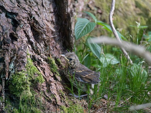 Junge Wacholderdrossel  (Turdus pilaris)  - Ästling 