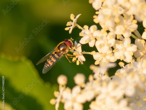 Gemeine Feldschwebfliege, Eupeodes corollae