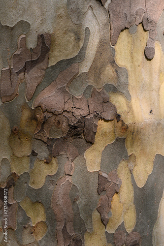 Cuadro en lienzo Intricate patterns carved by nature adorn the bark of an ancient tree in a seren