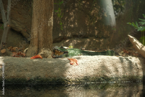 Canvastavla green crocodile alligator resting with mouths open by water at a zoo in captivit