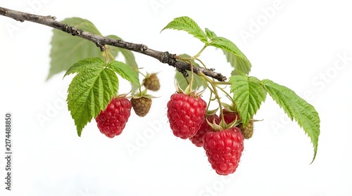 Fresh red ripe raspberries hanging on a green branch with leaves isolated against a bright light background