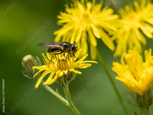 Weißfuß-Erzschwebfliege (Cheilosia albitarsis) an gelber Blüte