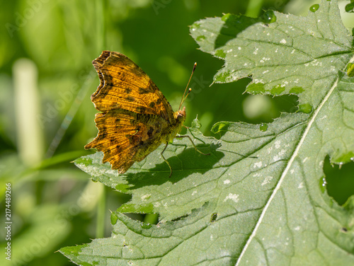 C-Falter (Polygonia c-album) oder (Nymphalis c-album)