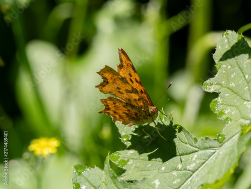C-Falter (Polygonia c-album) oder (Nymphalis c-album)
