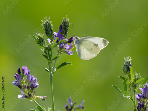 Kleine Kohlweißling (Pieris rapae)