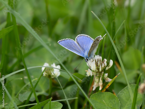 Hauhechel-Bläuling (Polyommatus icarus)