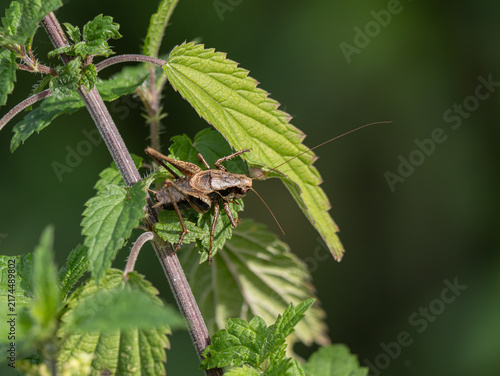 Gemeine Strauchschrecke (Pholidoptera griseoaptera)