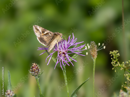Eulenfalter - Gamma-Eule Autographa gamma)
