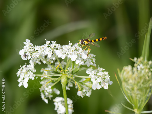 Gewöhnliche Langbauchschwebfliege (Sphaerophoria scripta)
