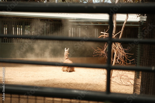 Konstfotografi llama (Lama glama) in captivity at zoo surrounded by dust cloud