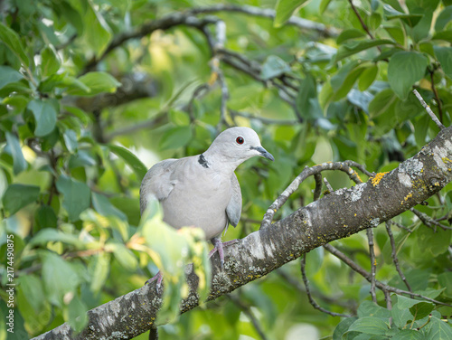 Türkentauche (Streptopelia decaocto)  im Obstbaum