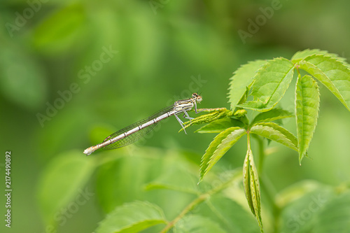Blaue Federlibelle - Junges Männchen (Platycnemis pennipes)