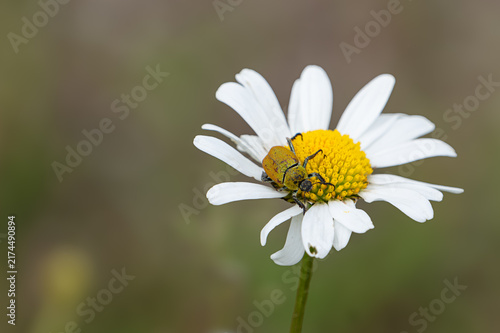 Goldstaub-Laubkäfer (Hoplia argentea) an Margeritenblüte (Leucanthemum)