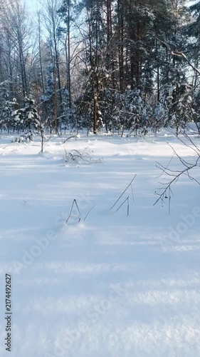 A beautiful snow-covered landscape. A sunlit, snow-covered forest path with frost-covered pine trees and snowdrifts