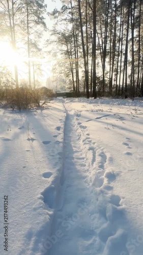 A beautiful snow-covered landscape. A sunlit, snow-covered forest path with frost-covered pine trees and snowdrifts