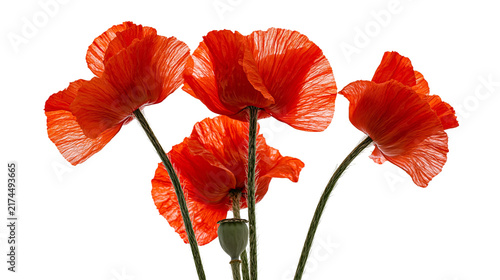 Fotografie Isolated vibrant red poppy flowers with green stems and elegant seed pod, studio shot