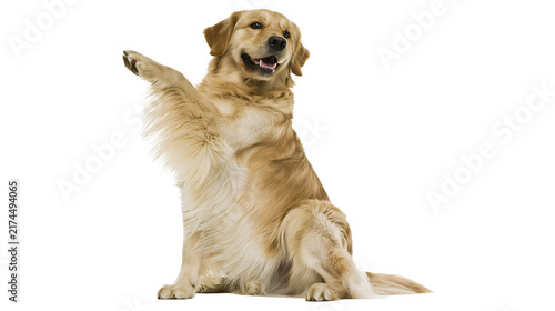 Fotografie Isolated adorable Golden Retriever dog sitting with a raised paw, smiling cheerf