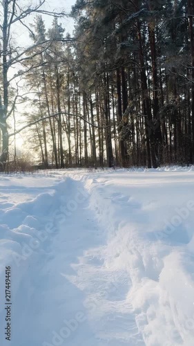 A beautiful snow-covered landscape. A sunlit, snow-covered forest path with frost-covered pine trees and snowdrifts