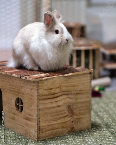 Fotografie White lionhead dwarf rabbit sitting on top of wooden shelter