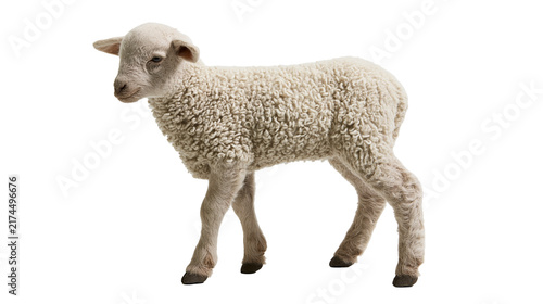 Фотография Isolated cute young lamb with curly wool standing gracefully, looking towards th