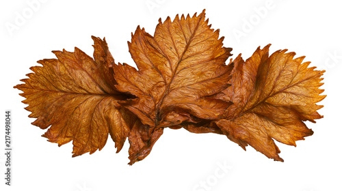 Foto Isolated group of three richly textured dried autumn leaves in warm brown and or