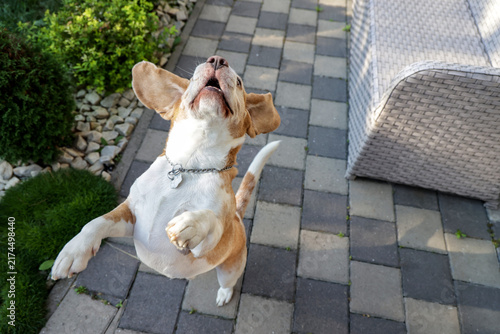 Cuadro en lienzo Beagle Dog Jumping and Looking Up
