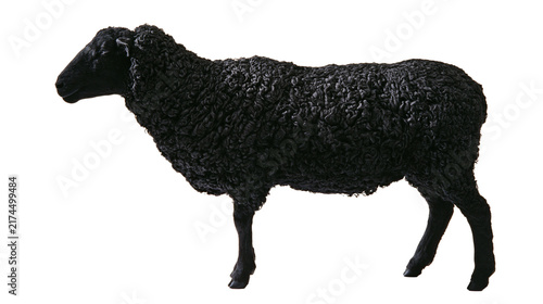 Fotografie Isolated black curly lamb standing in profile, furry animal with dense wool text