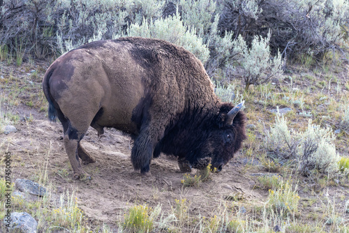 Bild auf Leinwand American Bison Bull Covered in Dirt After Wallowing on Hillside