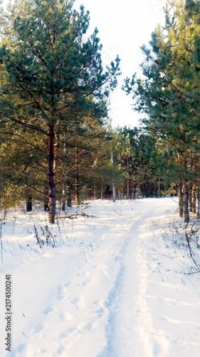 A beautiful snow-covered landscape. A sunlit, snow-covered forest path with frost-covered pine trees and snowdrifts