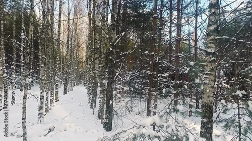 A beautiful snow-covered landscape. A sunlit, snow-covered forest path with frost-covered pine trees and snowdrifts