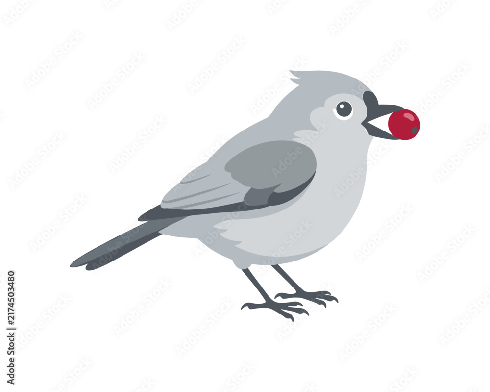 Obraz premium Cute gray bird with a bright red berry in its beak on a white background