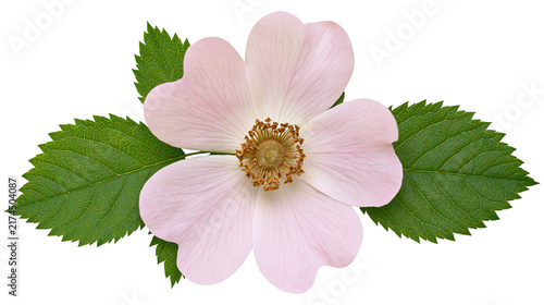 Foto Isolated wild rose flower with delicate pink petals and green leaves, symbolizing natural beauty
