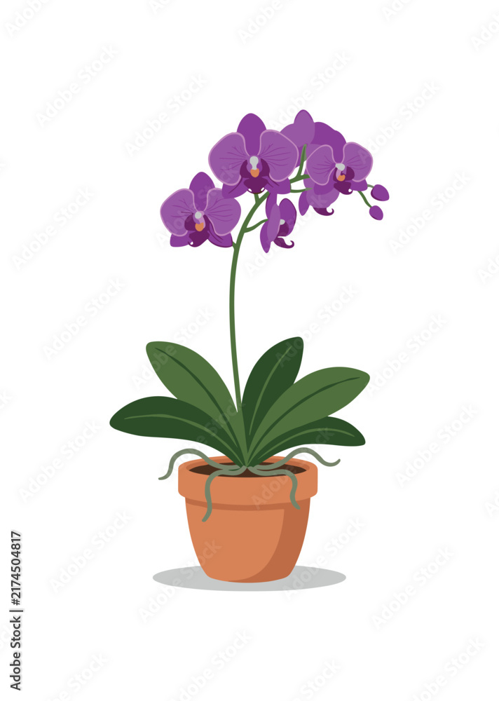 Obraz premium Potted purple orchid flower with green leaves and terracotta pot