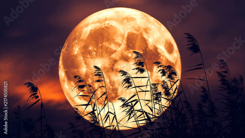 Golden harvest moon rising over dark marsh grass. Large glowing full moon in orange night sky. Dramatic lunar landscape with reed silhouettes.