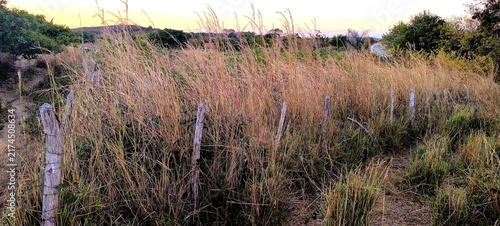 Obraz na plátne Dry golden grass swaying in the wind near a rustic wooden fence in a rural lands