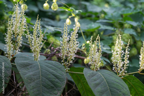 Quadro su tela White Flowering Japanese Knotweed in Green Vegetation